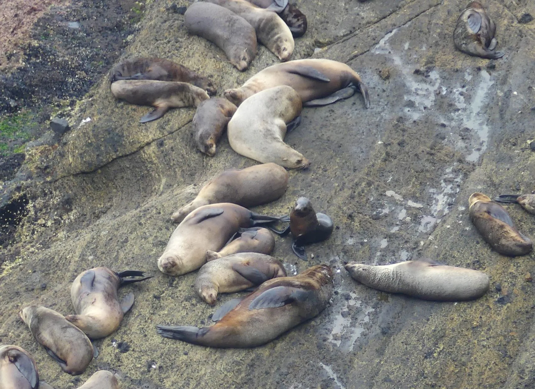randominio | Are There Seals Along the Great Ocean Road?