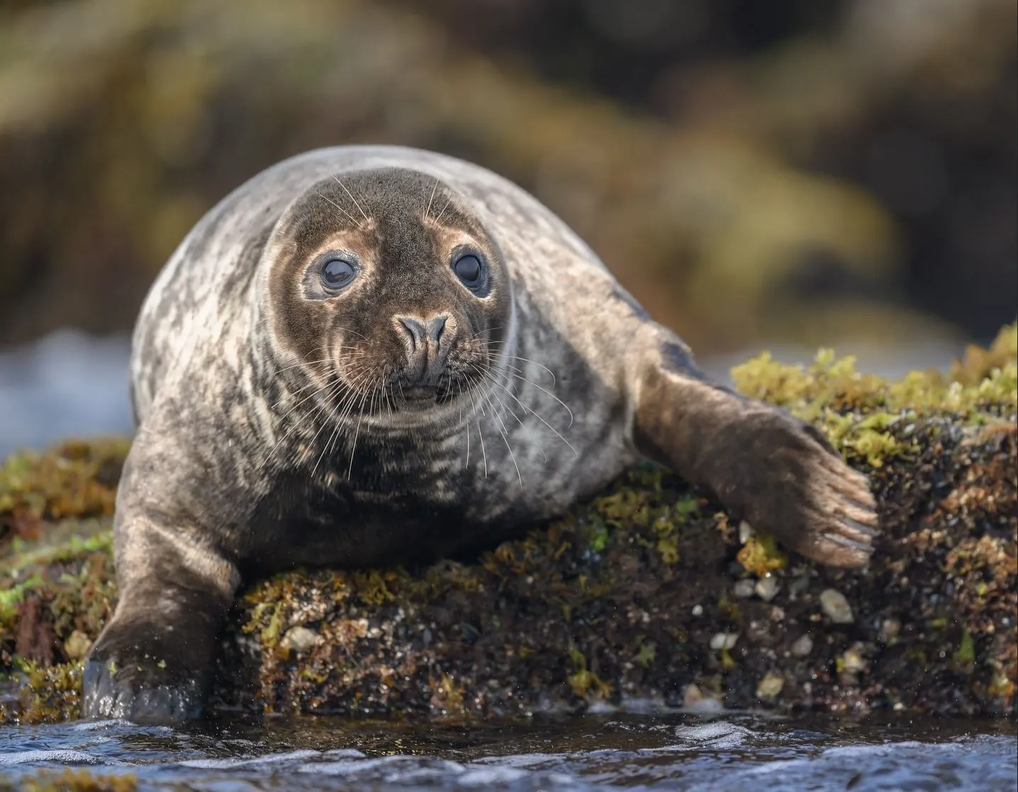 randominio | Are There Seals Along the Great Ocean Road?