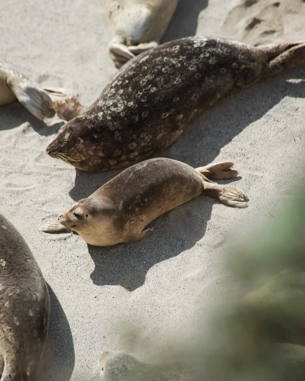 randominio | Are There Seals Along the Great Ocean Road?