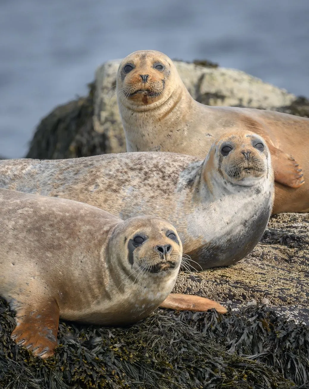 randominio | Are There Seals Along the Great Ocean Road?