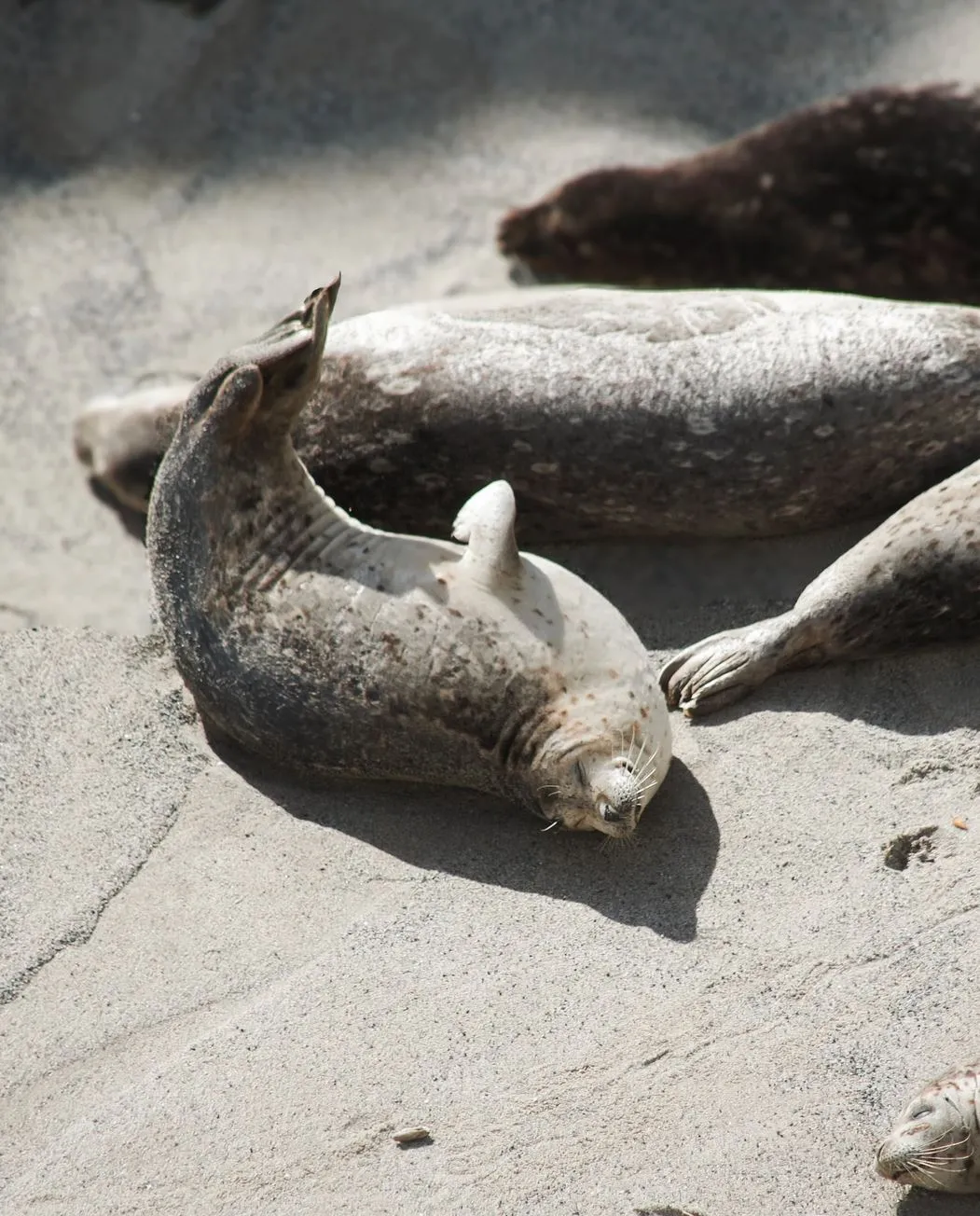randominio | Are There Seals Along the Great Ocean Road?